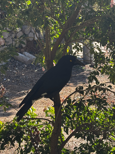 Pied Currawong