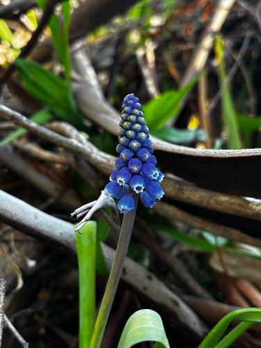Garden Grape-hyacinth