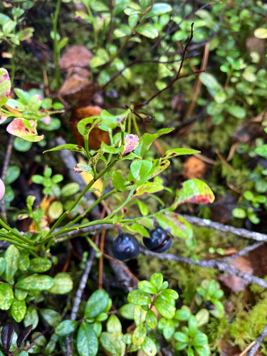 common bilberry