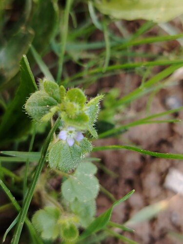 Veronica hederifolia, photograph 2