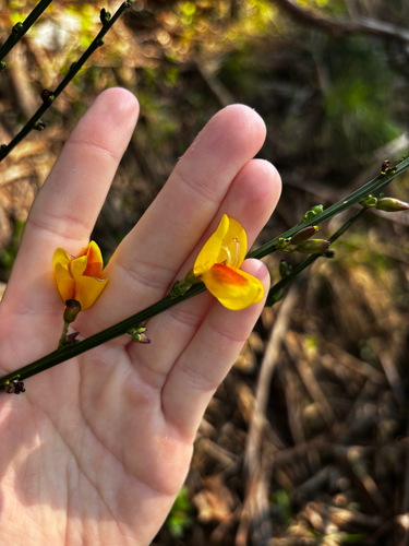 Scotch Broom