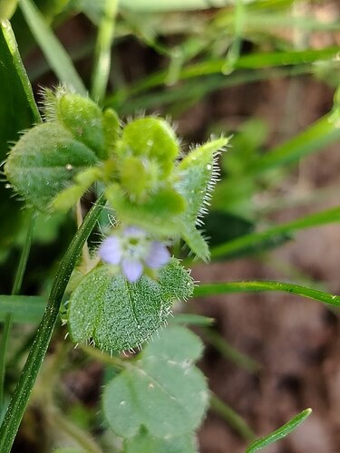 Veronica hederifolia