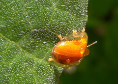 Charidotella sexpunctata bicolor image