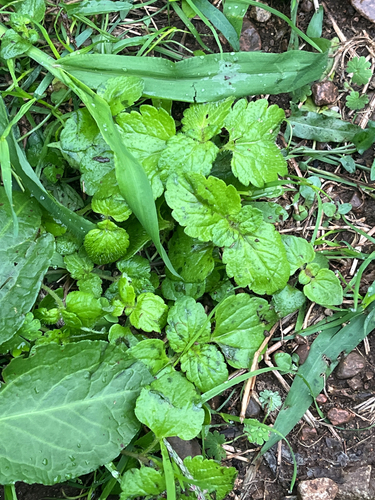 bird's-eye speedwell