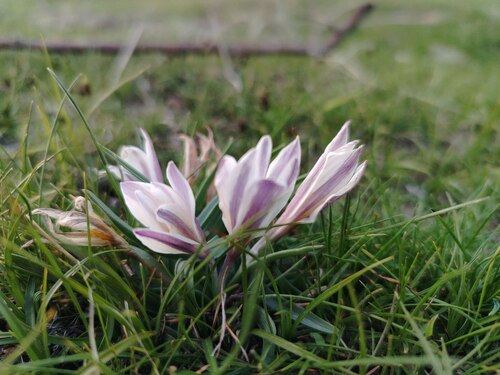 Colchicum kesselringii (Colchicum kesselringii)
