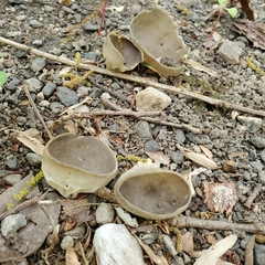 Helvella acetabulum