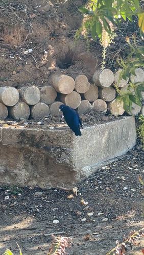 Satin Bowerbird