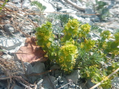 Cruciata