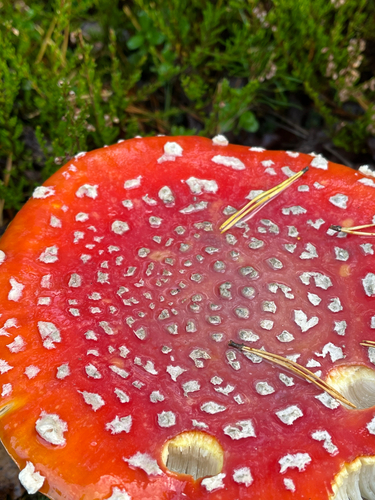 Fly Agaric