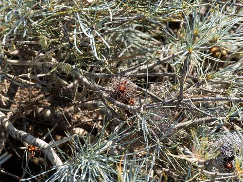 Banksia sphaerocarpa, photograph 4