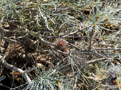 (c) Carmon, some rights reserved (CC BY-SA) Banksia sphaerocarpa, photograph (c) Carmon, some rights reserved (CC BY-SA)