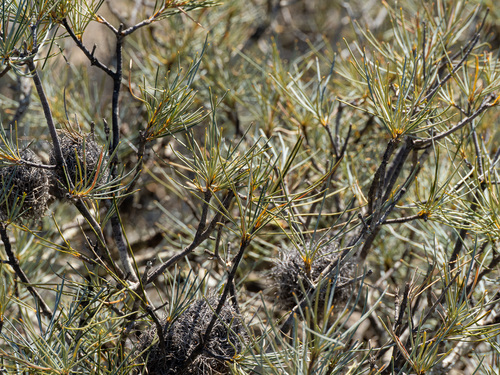 Banksia sphaerocarpa, photograph 5