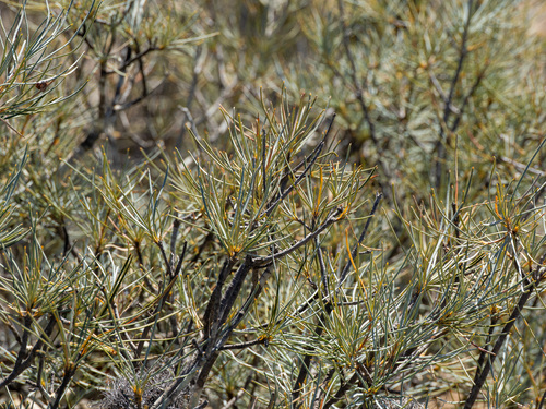 Banksia sphaerocarpa, photograph 6