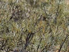 Banksia sphaerocarpa, photograph (c) Carmon, some rights reserved (CC BY-SA)