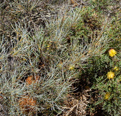 (c) Carmon, some rights reserved (CC BY-SA) Banksia sphaerocarpa, photograph (c) Carmon, some rights reserved (CC BY-SA)