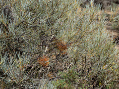 (c) Carmon, some rights reserved (CC BY-SA) Banksia sphaerocarpa, photograph (c) Carmon, some rights reserved (CC BY-SA)