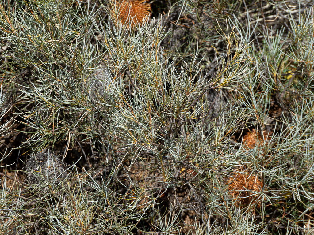 Banksia sphaerocarpa; photograph (c) Carmon, some rights reserved (CC BY-SA)