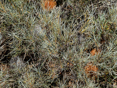 Banksia sphaerocarpa