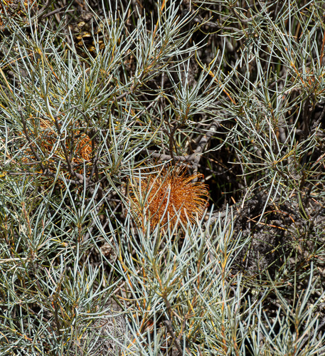 Banksia sphaerocarpa, photograph 3