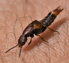 Platydracus cinnamopterus