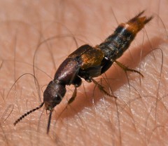 Platydracus cinnamopterus