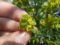 Cruciata