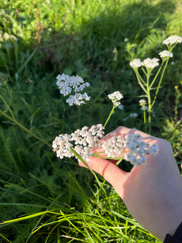 common yarrow