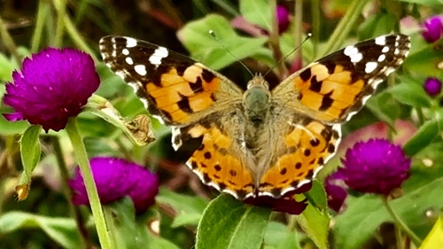 Painted Lady