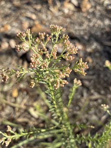 Sago Flower