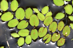 Salvinia molesta, photograph (c) Wolfgang Ahlmer, some rights reserved (CC BY)