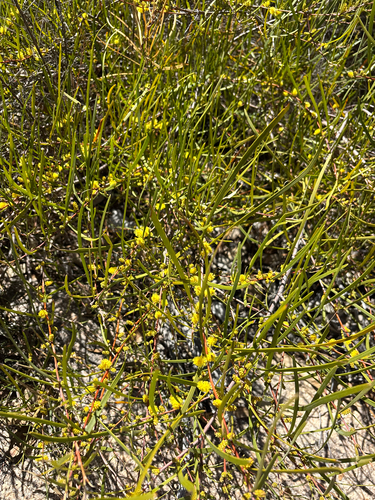 Acacia granitica observed 2026-08-30