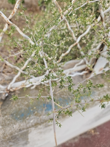 Asparagus acutifolius, photograph 2
