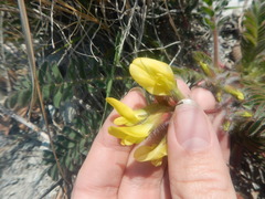 Astragalus utriger