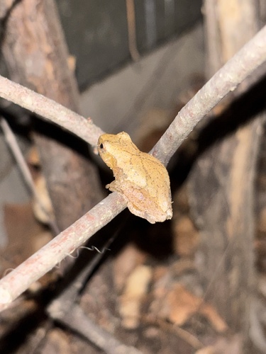 Spring Peeper