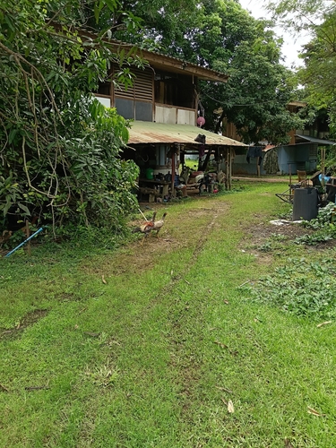 Domestic Chicken