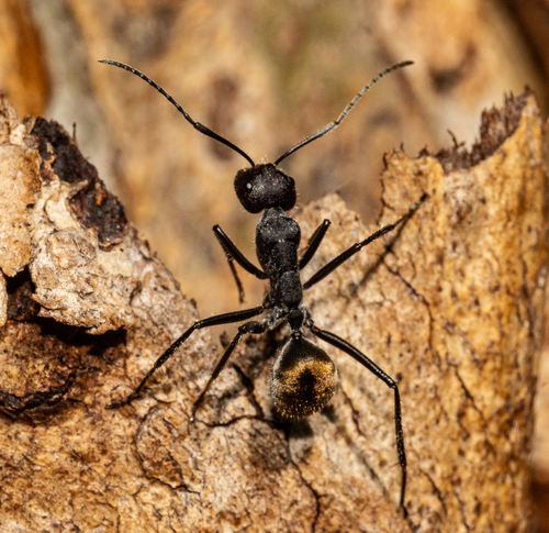 Camponotus suffusus