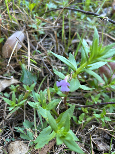 Limnophila chinensis observed 2026-09-18