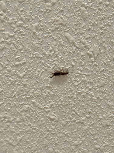Western Earwig
