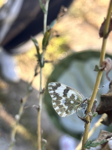 Eastern Bath White