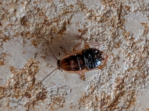 Forest Cockroach