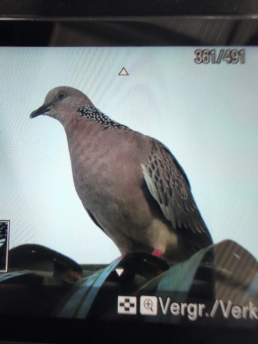 Spotted Dove