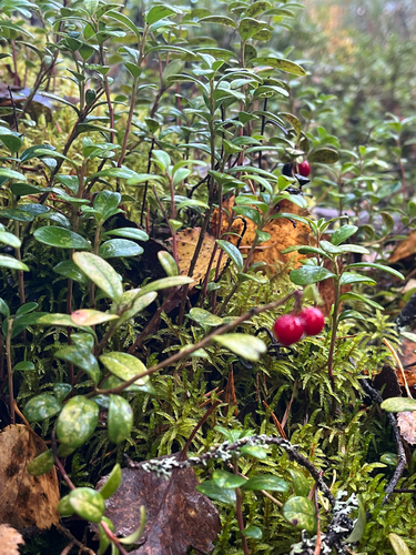 Lingonberry