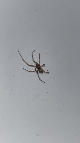 False Black Widow