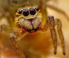Icius hamatus
