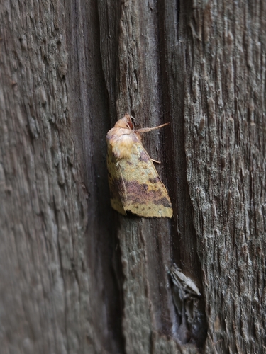 Pink-barred Sallow