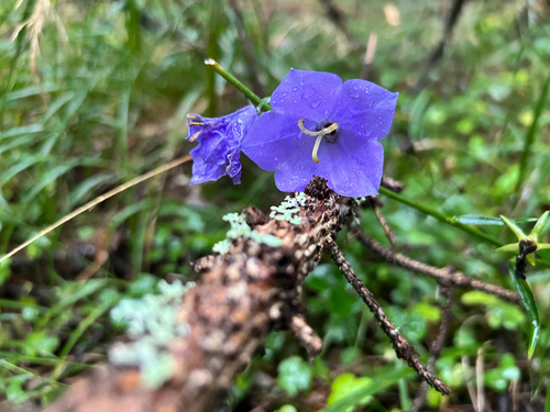 Peach-leaved Bellflower