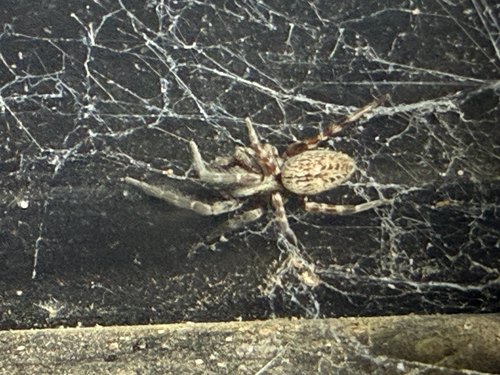 Grey House Spider