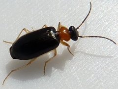 Pentagonica