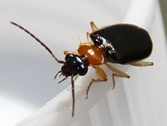 Pentagonica