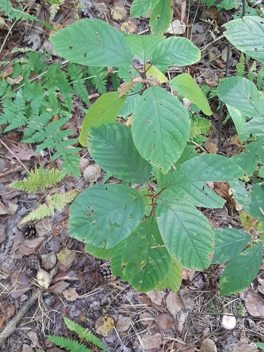 alder buckthorn
